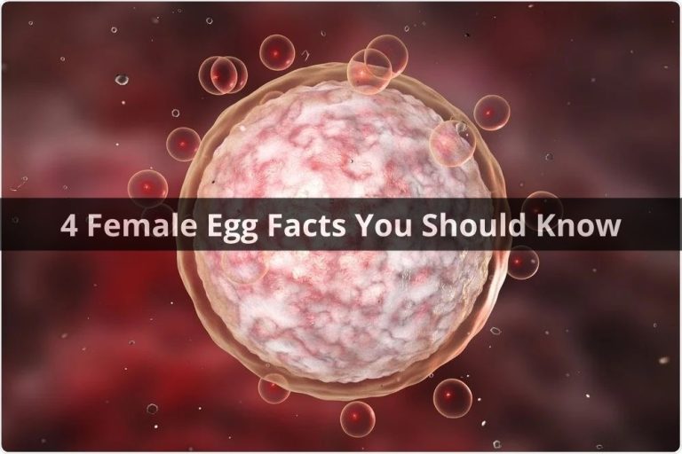 4 Female Egg Facts You Should Know