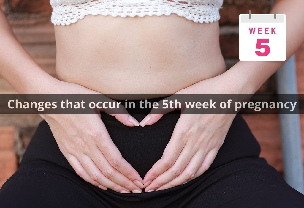 Changes that occur in the 5th week of pregnancy