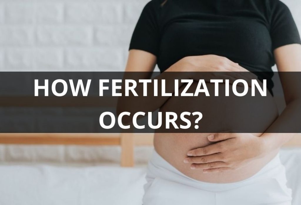 HOW FERTILIZATION OCCURS