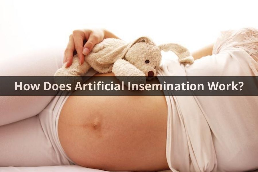 How Does Artificial Insemination Work