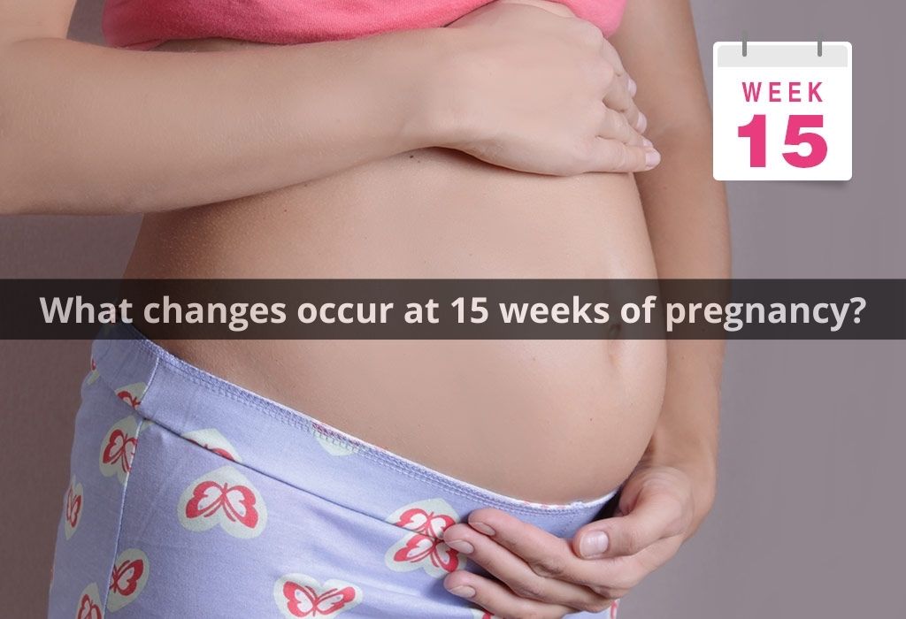 What changes occur at 15 weeks of pregnancy
