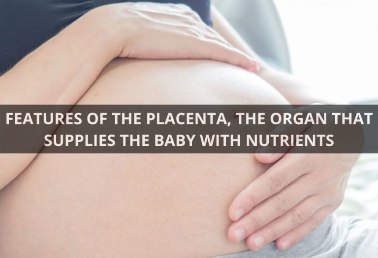 FEATURES OF THE PLACENTA, THE ORGAN THAT SUPPLIES THE BABY WITH NUTRIENTS