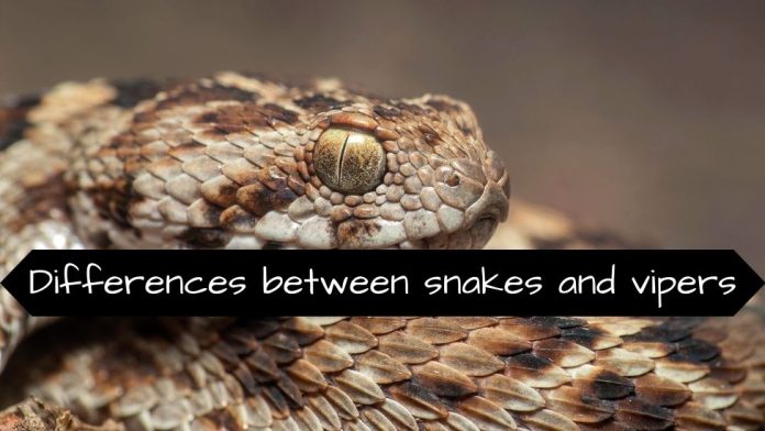 Differences between snakes and vipers