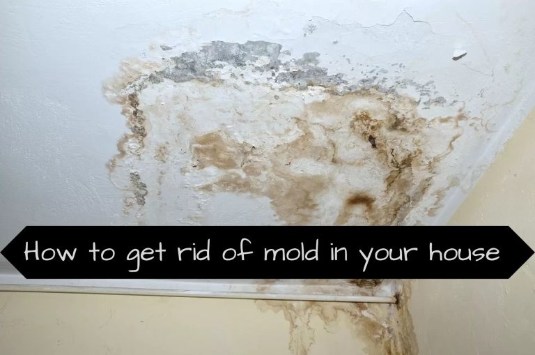 How to get rid of mold in your house