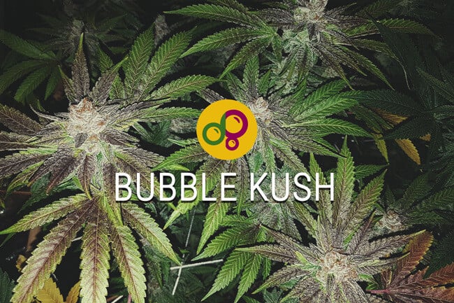 Exploring the Origins, Flavor, and Benefits of Bubble Kush